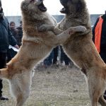 kyrgiz sepherd dog