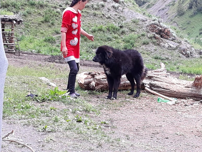 Kirgíz sepherd dog