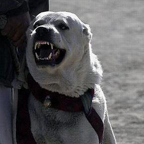 afgán kutyák