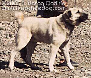 afgán kutya