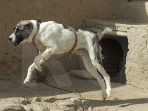 afgan sepherd dog
